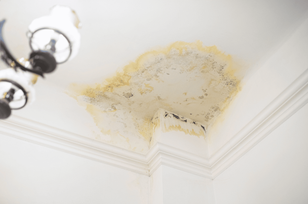 Yellow and brown water stain with grey mould on an interior ceiling corner, a common flat roof leak sign Boston owners miss